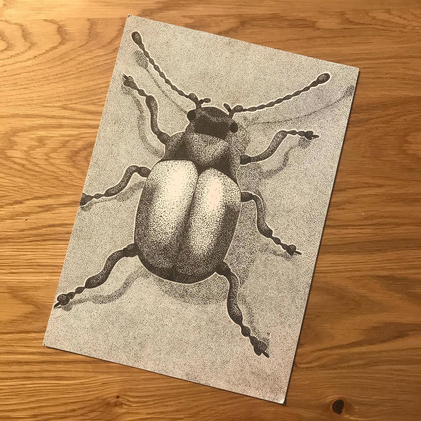 Illustration scarabée Marion Tiraboschi