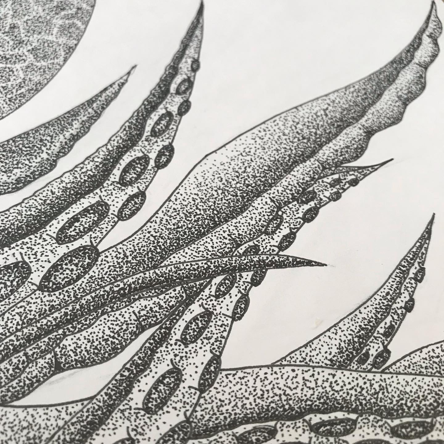 Illustration poulpe Marion Tiraboschi